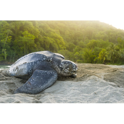 Beautiful Leatherback Turtle by Rawlinson_Photography