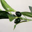 Olive artificielle en pot 6 pi Primrue
