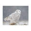 Art sur toile «Bachelor Ming H Yao A Side Portrait of Snowy Owl»-109223128