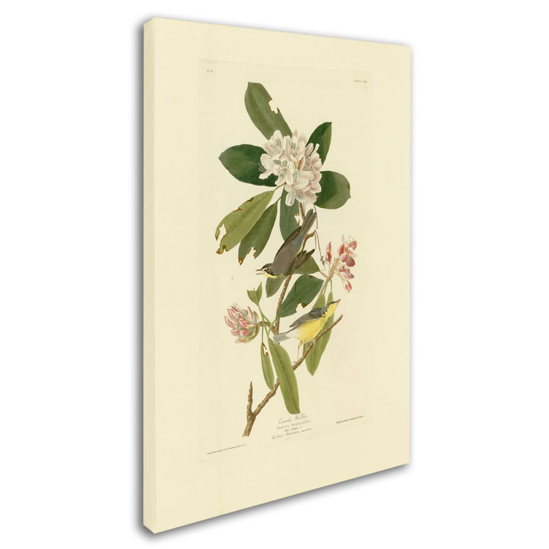 « canada warblerplate 103 », reproduction sur toile tendue, H 19 po x l 12 po