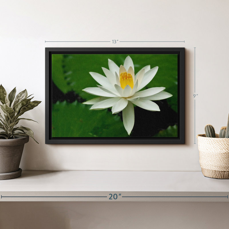 Floral et botanique «Fleur de lotus blanche», H 9 po x l 13 po