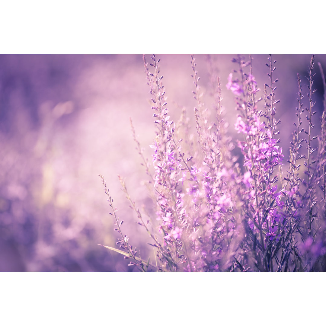 Wildblumen Hintergrund von Jasmina007 - Kunstdrucke auf Leinwand ohne Rahmen