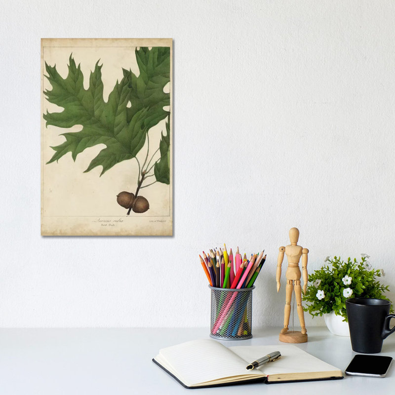 Oak Leaves & Acorns II by John Torrey - Wrapped Canvas Print, 20.32 cm H x 30.48 cm W