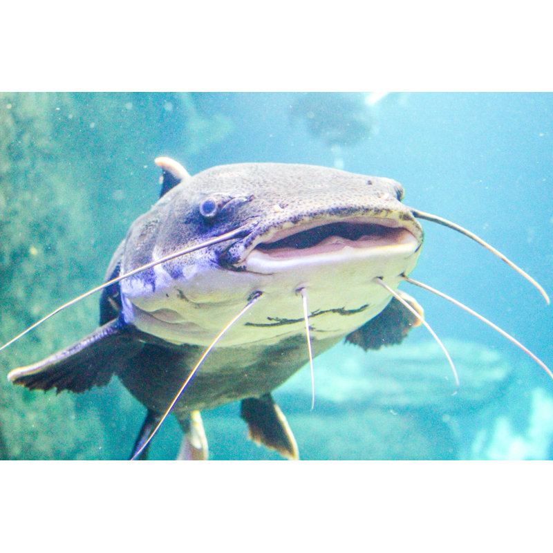 Poisson-chat - Photographie sur toile tendue, H 8 po x l 12 po