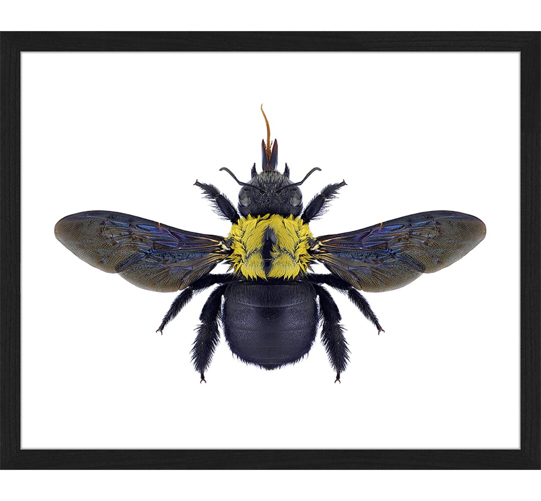 Gerahmtes Poster Bee Xylocopa Flavonigrescens