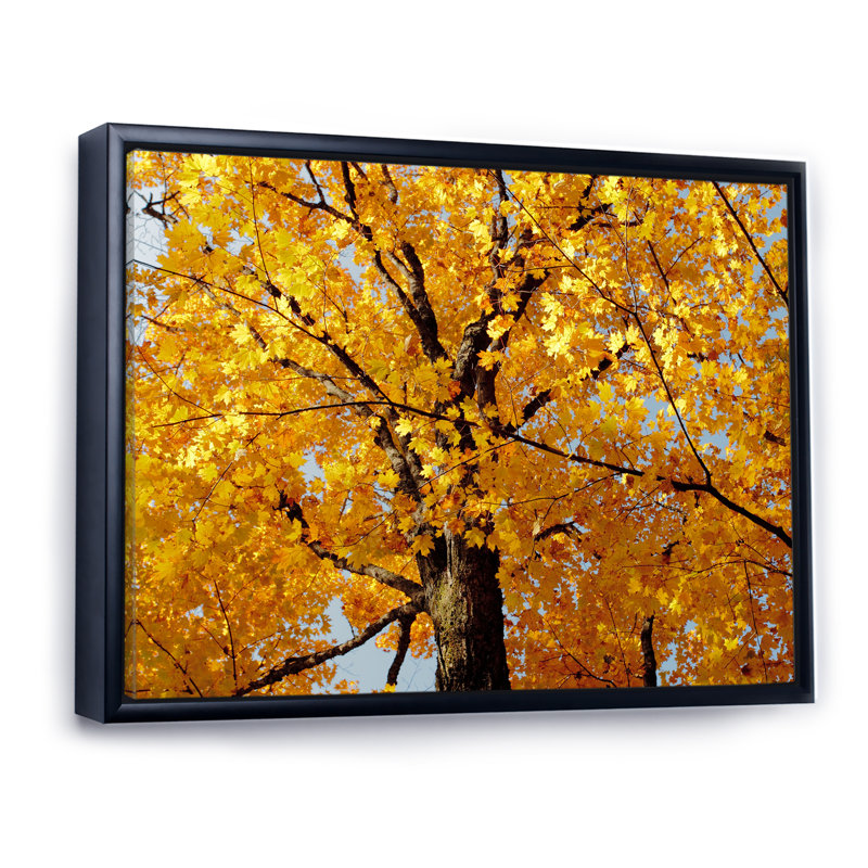 Automne érable - reproduction sur toile, H 8 po x l 12 po x P 1 po, Cadre flottant noir