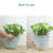 Cherylene Plant Hanger