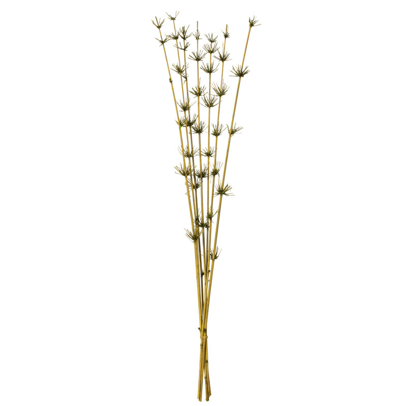 36 à 40 po, anche de bambou basilic, 7 tiges, séché