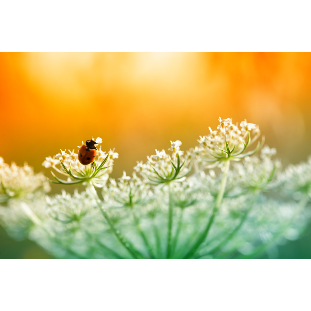 Ladybug Sitting On Top Of Wildflower von Pawel.gaul - Leinwanddrucke