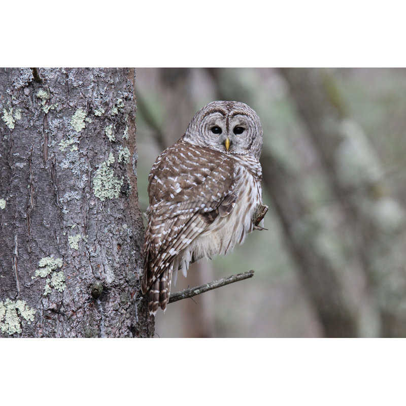 Perching Barred Owl by Suefeldberg - Wrapped Canvas Print, 30cm H x 46cm W