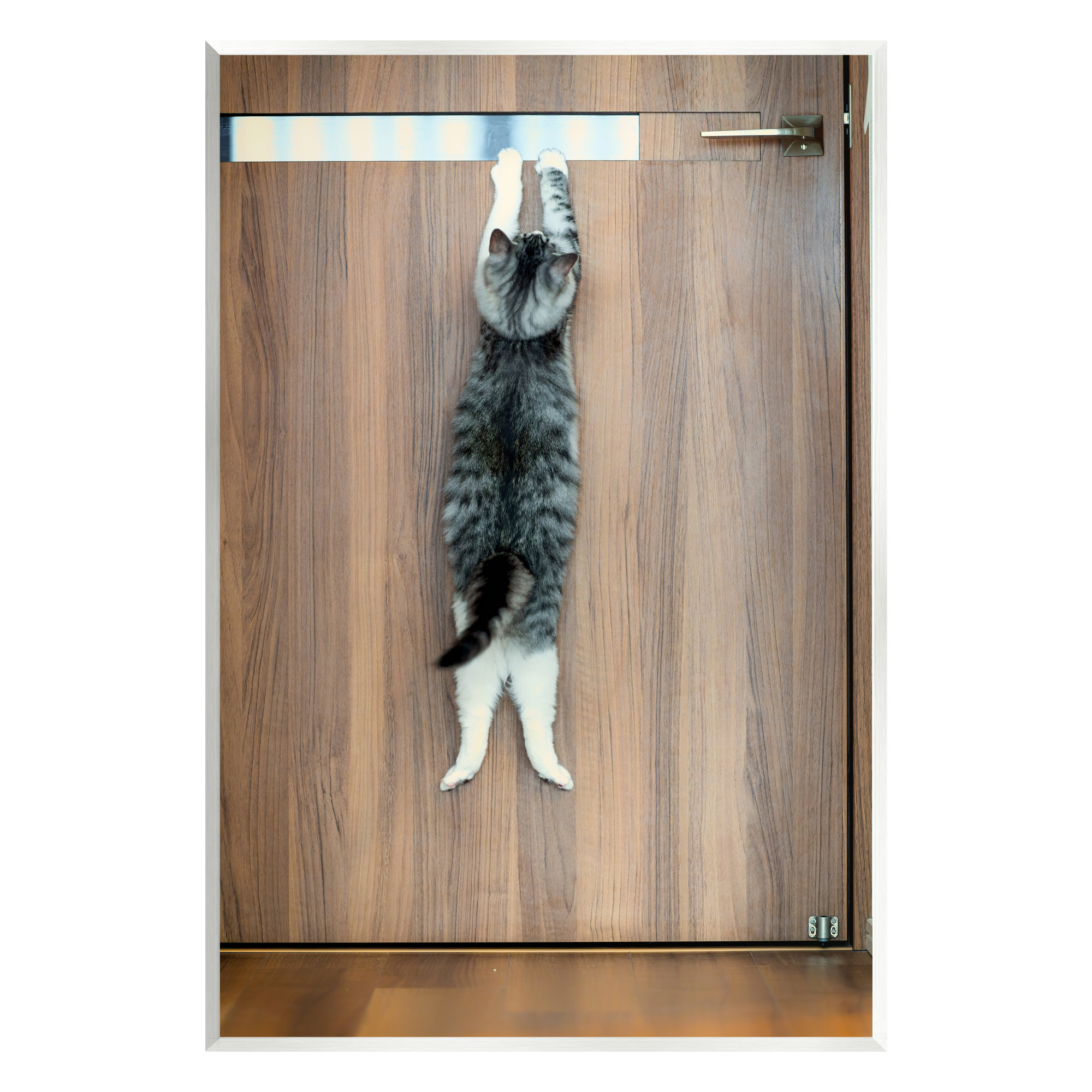Stupell Industries Desperate Cat Escaping Wall Plaque Art by Kazutoshi ...