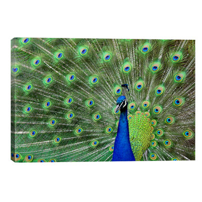 Peacock Feathers - Wrapped Canvas Print