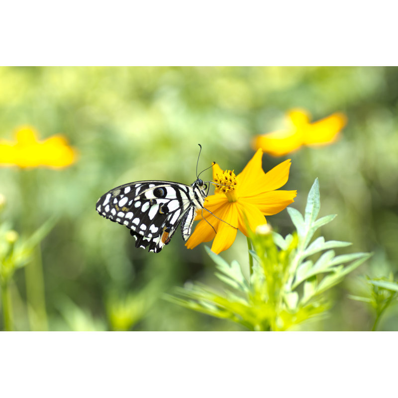 Martindell Butterfly - Wrapped Canvas Print, 51cm H x 76cm W x 3.8cm D