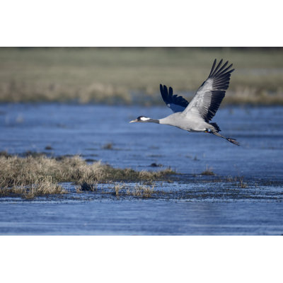 Common Crane Bird by MikeLane45 - Wrapped Canvas Print