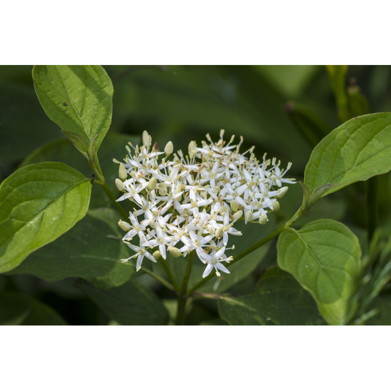 Maelly Cornus Sericea - Wrapped Canvas Print, 20cm H x 30cm W x 3.8cm D