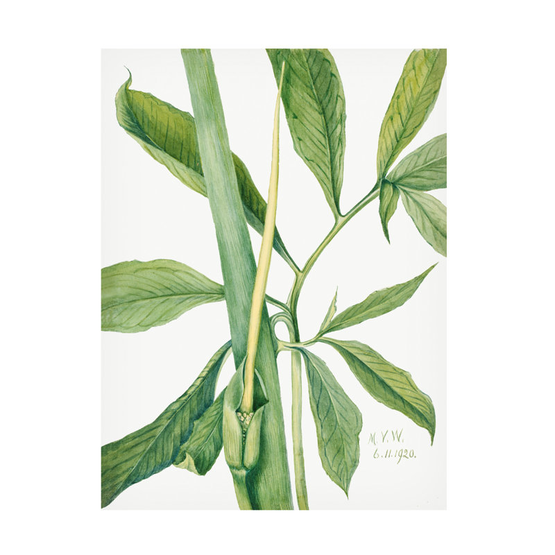 Art sur toile «Bachelor Mary Vaux Walcott Greendragon», H 19 po x l 14 po