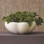 Pond Bowl