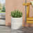MGO PLANTER