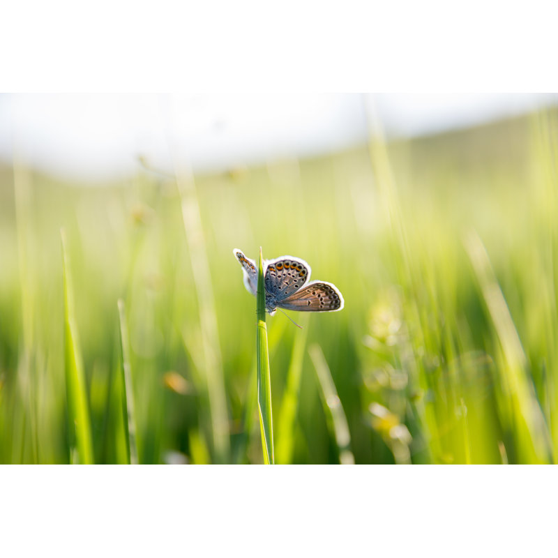 Maffra Beautiful Butterfly - Wrapped Canvas Print, 30cm H x 46cm W x 3.8cm D
