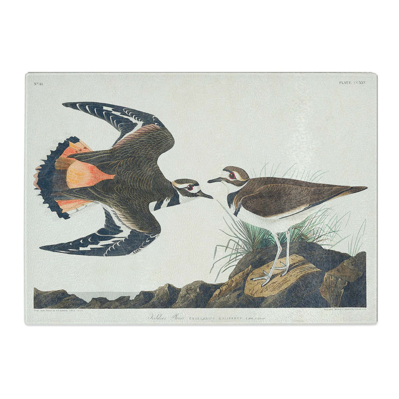 Tempered Glass Kildeer Plover by John James Audubon Chopping Board, 28.5 cm x 20 cm