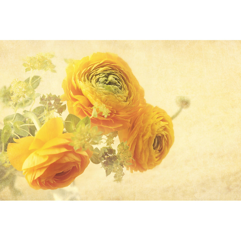 Ranunculus by Egal - Wrapped Canvas Print, 20cm H x 30cm W
