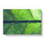 Leaf Detail - Wrapped Canvas-64020677