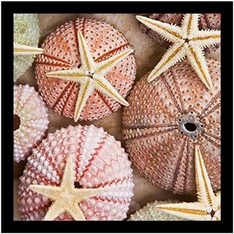 Étoile de mer et oursins par Alex Bramwell - reproduction de photo sur papier, H 20,5 po x l 20,5 po x P 1,25 po