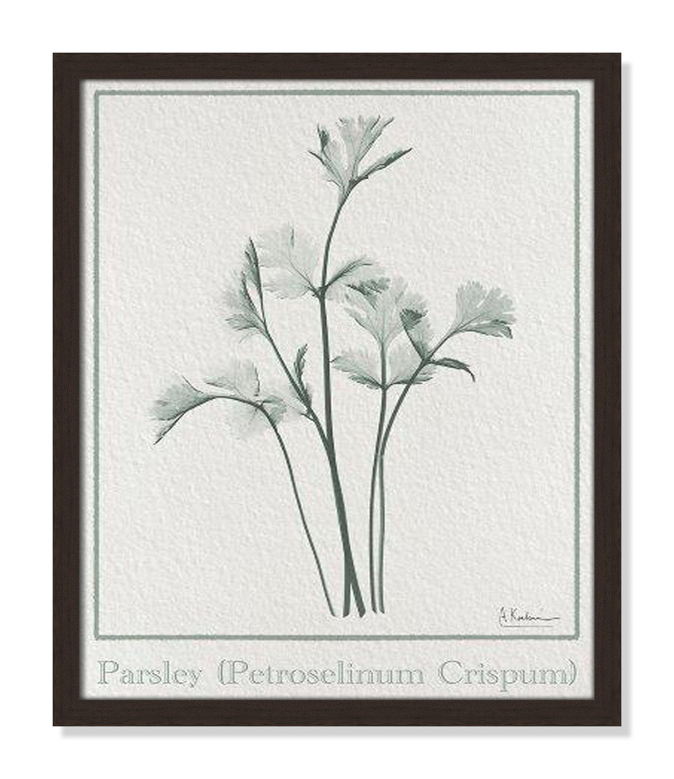 Jeanette "Parsley II" Print by Albert Koetsier, 19" H x 16" W x 1.25" D, Open Grain Walnut Framed Paper
