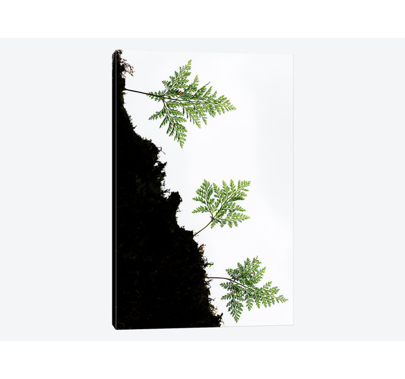 « palm trio ii », impression sur toile, H 18 po x l 12 po x P 1,5 po, Toile tendue, Pas de tapis