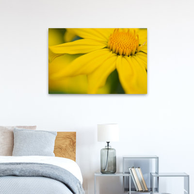 Plantes, fleurs, marguerite élégante I, art mural