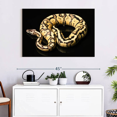 Brampt Female Python Snake