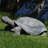 Gospodarczyk Tortoise Statue