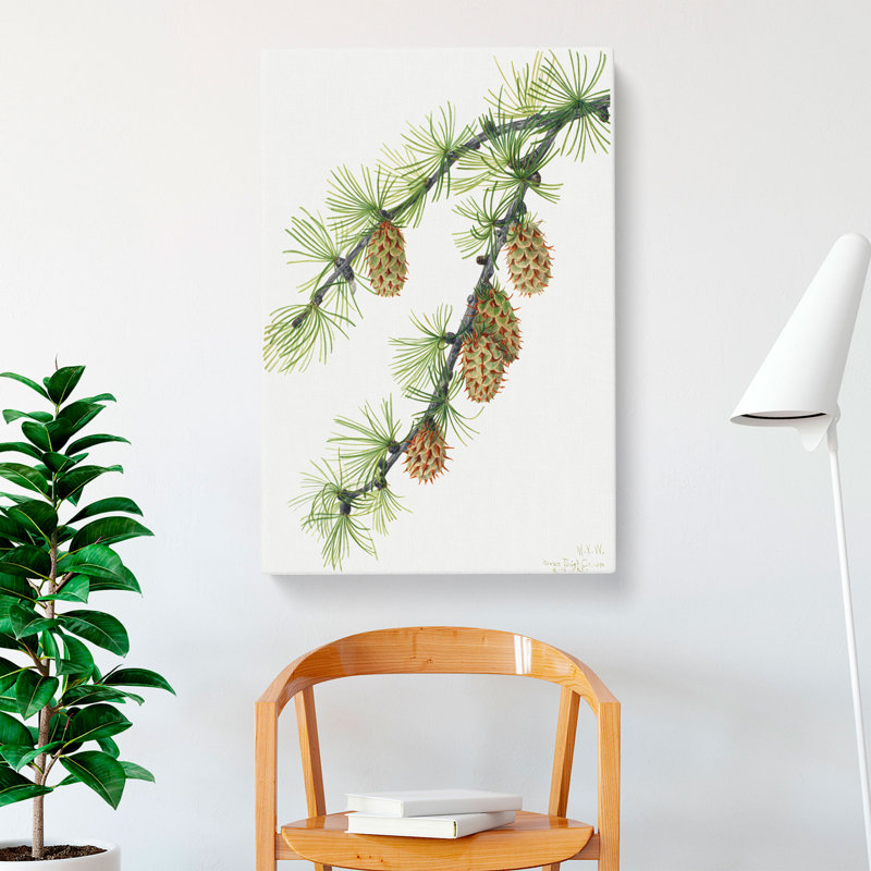 Western Larch by Mary Vaux Walcott - Wrapped Canvas, 60cm H x 40cm W x 3cm D