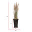 79 po Faux Pampas en pot