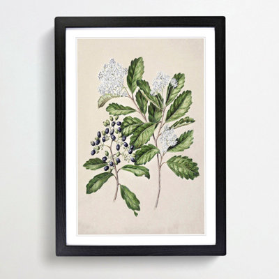 Kaikomako Flowers by Sarah Featon - Framed Print