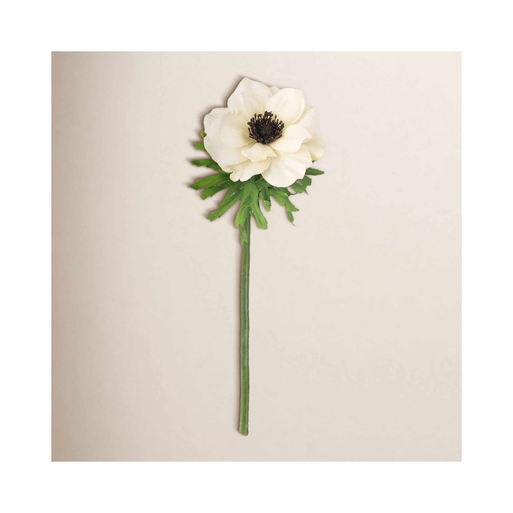 Anemone Stem, Cream