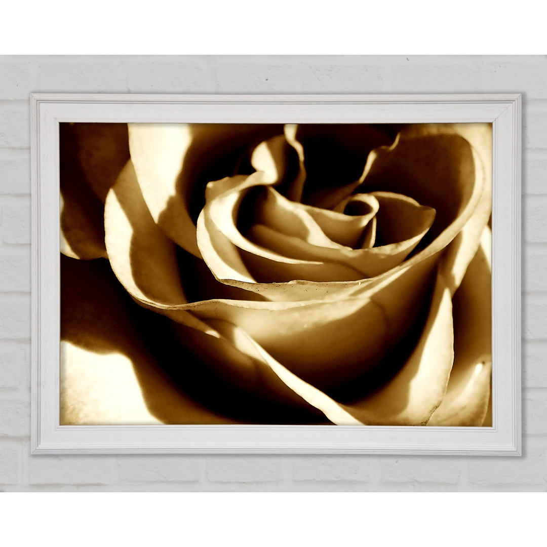 Sepia Rose - Druck