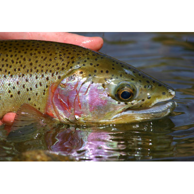 " Rainbow Trout " by Christiannafzger