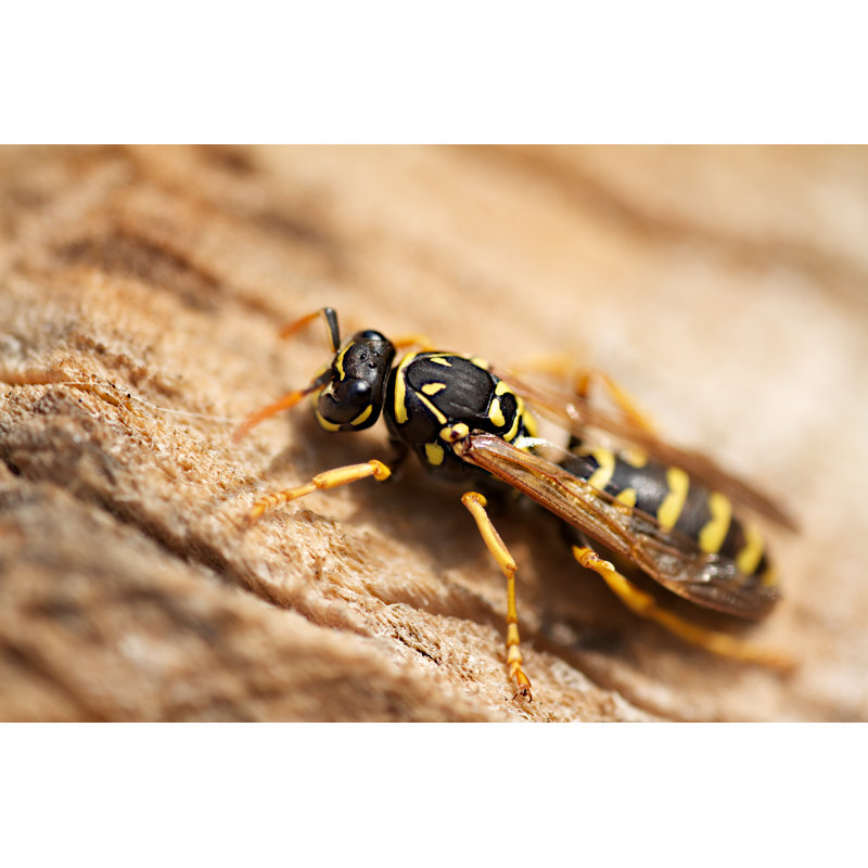 Oto Wasp par Ferrerivideo, H 8 po x l 12 po