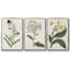 Ensemble de 3 pièces encadrées sur toile Antique Botanical Collection VII-97760029-97760033