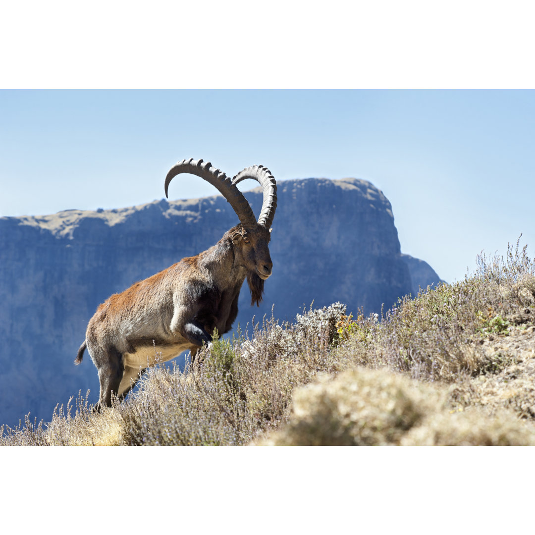 Rare Wildlife Shot Of A Walia Ibex, Simien Mountains, Ethiopia von Guenterguni - No Frame Art Prints on Canvas