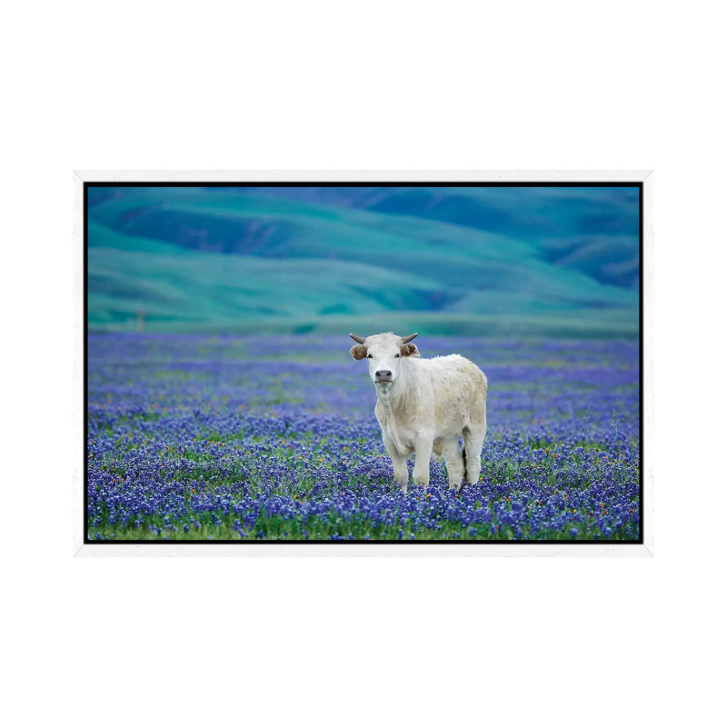 Cows In Lupine IV by Dennis Frates - Print on Canvas, 45.72cm H x 66.04cm W x 3.81cm D, White Framed