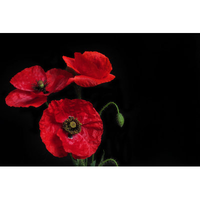 Red Poppies by Goja1 - Wrapped Canvas Print