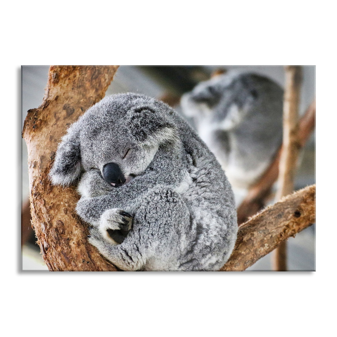 Glasbild Koala schläft eingekuschelt im Baum