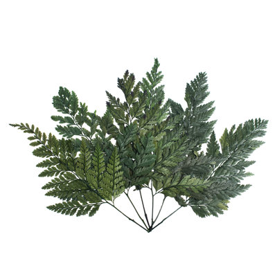 6'' Plant