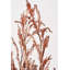 Dried Flower Bunch-119034007-119034006