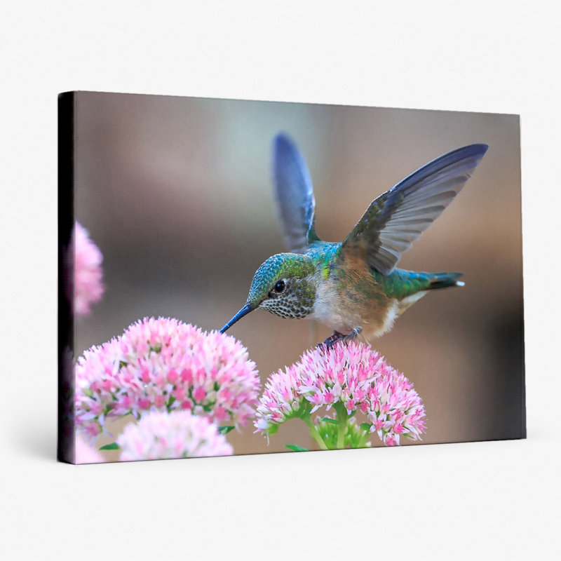 Hummingbird at Pink Blossoms - Art mural sur toile paysage, 36" W x 24" H