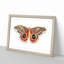 Automeris Moth by George Shaw - Single Picture Frame Painting-55457032-55457036