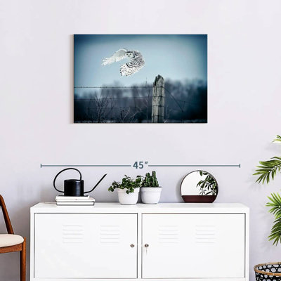 Hibou des neiges Brampt Winter IV