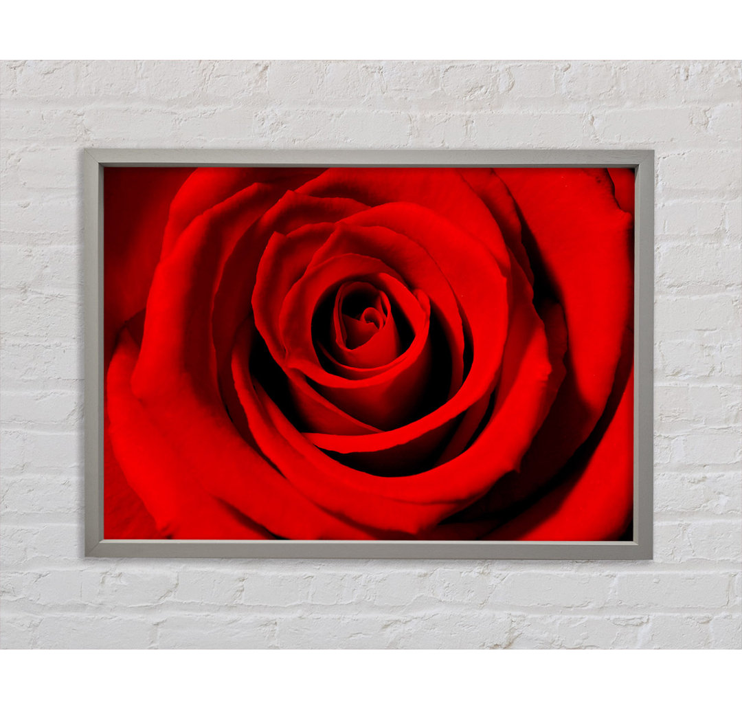 Close-up Of The Soft Red Rose - Einzelbildrahmen Kunstdrucke auf Leinwand